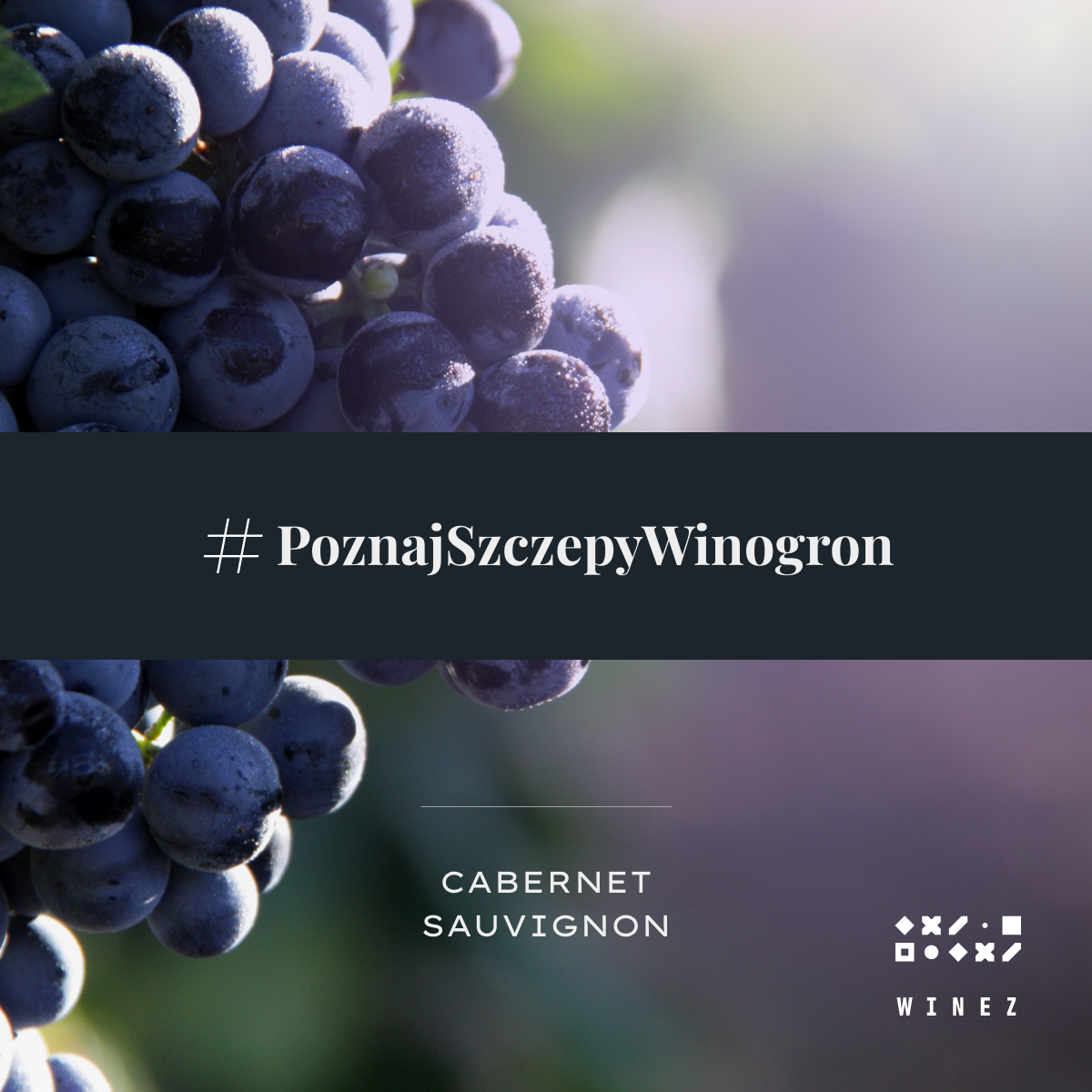 Cabernet Sauvignon - poznaj szczepy wina!