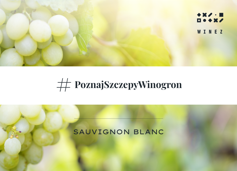 Jaki jest Sauvignon Blanc?